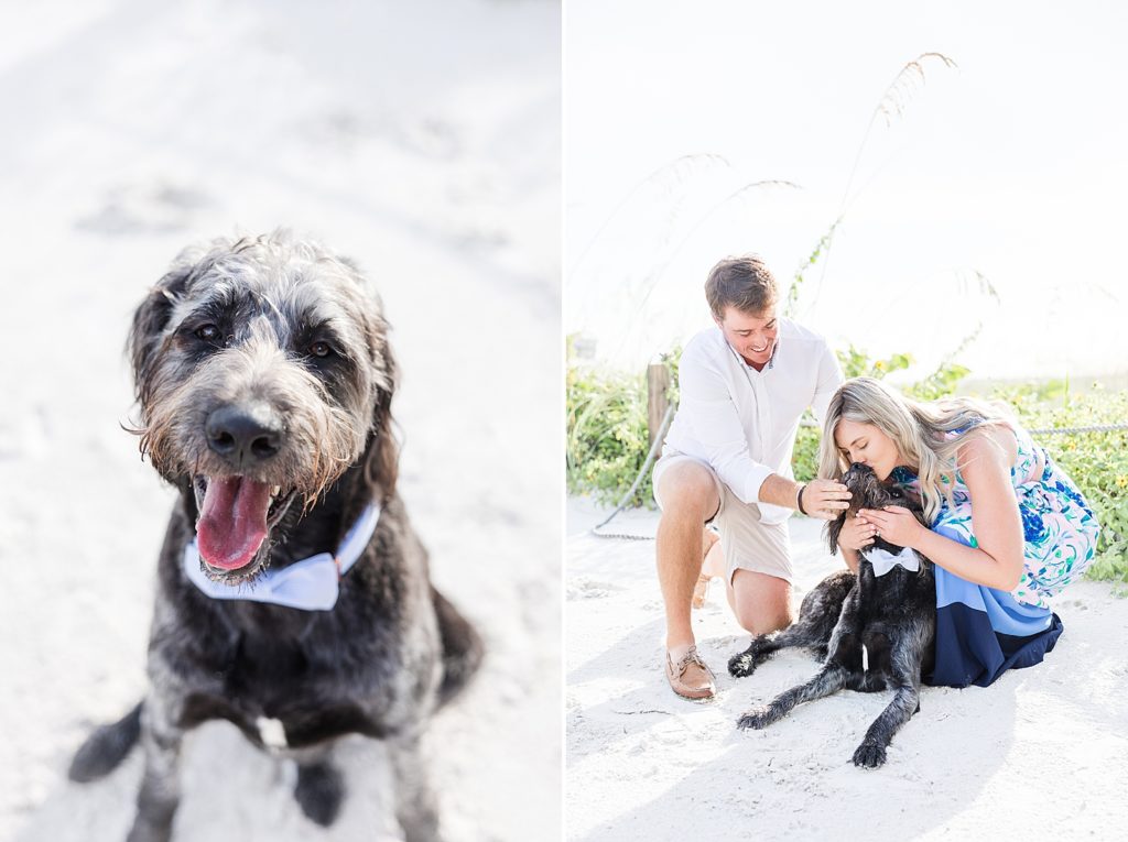 A black labordoodle wearing a blue bowtie on fort myers beach. 