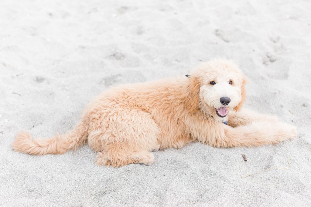 A goldendoodle puppy at veince beach. 