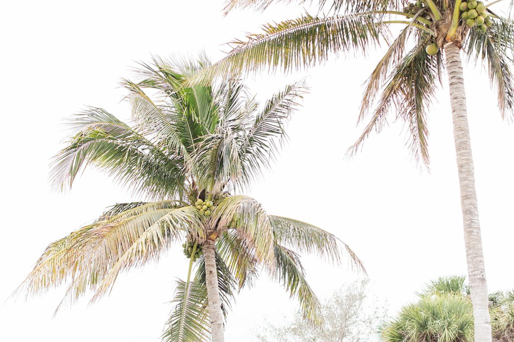 Florida Palm trees. 