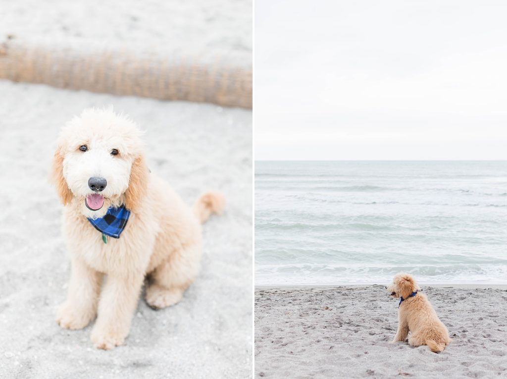 Goldendoodle at the beach. 